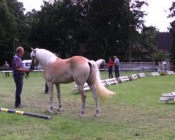 horse Alisha (Haflinger, 2011, from Abel)