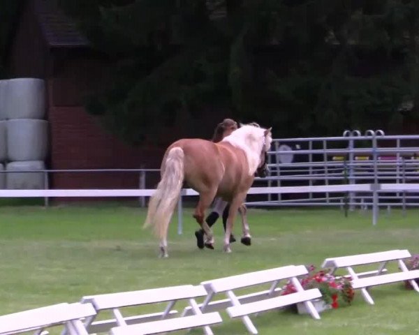 Pferd Melua (Haflinger, 2011, von Meran)