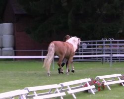 horse Melua (Haflinger, 2011, from Meran)