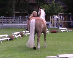 Dressurpferd Linola (Haflinger, 2010, von Wellington (5,08% ox))