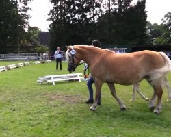 Dressurpferd Stute von No Time (Haflinger, 2014, von No Time (6,25% ox))