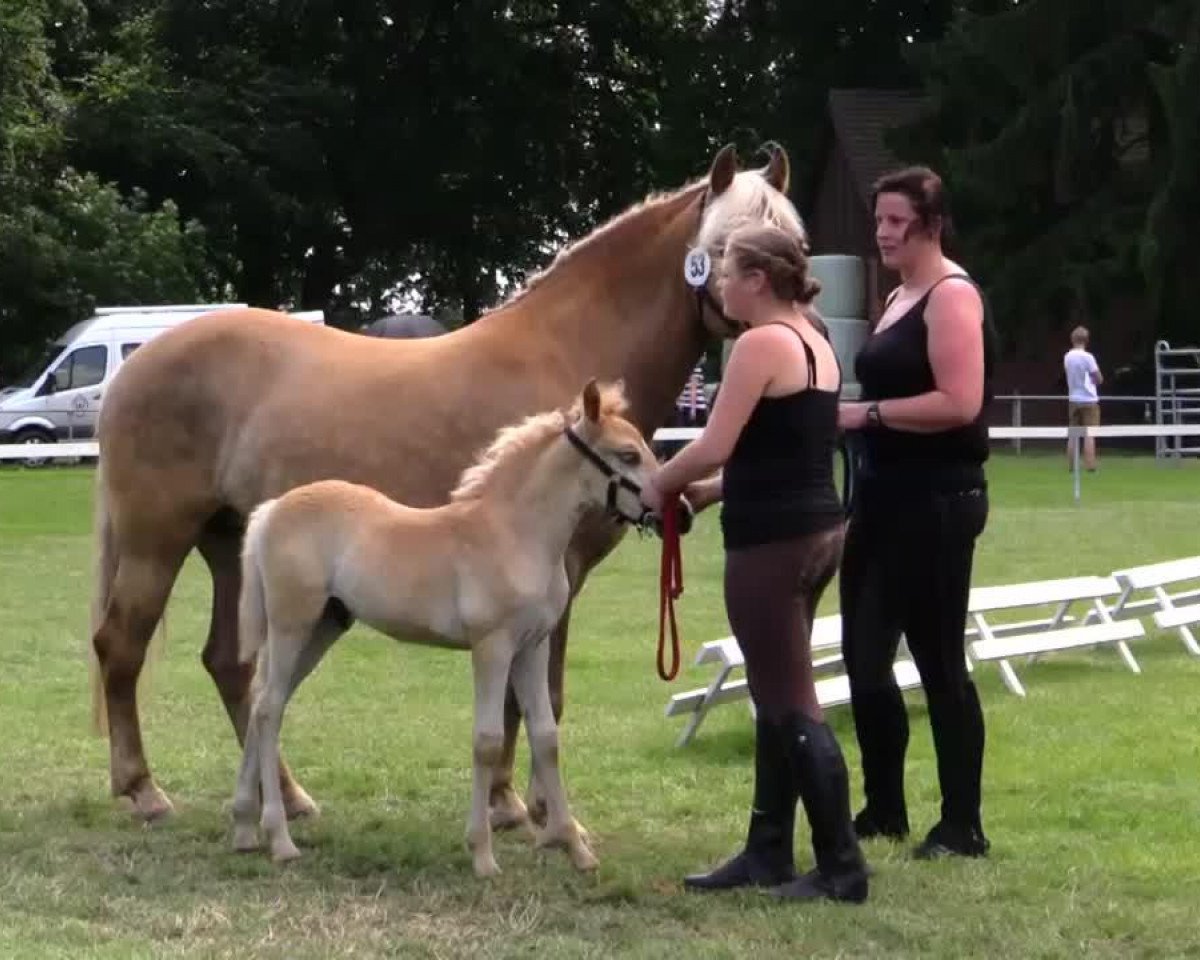 Pferd Amadeus II (Haflinger, 2014, von Akadius B (0,88% ox))