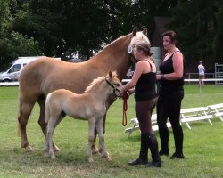 horse Amadeus II (Haflinger, 2014, from Akadius B (0,88% ox))