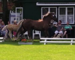 horse New Maja (Haflinger, 2014, from New York B (2,34% ox))