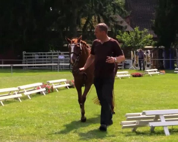 dressage horse Cherie l´amour (German Riding Pony, 2010, from Top Champy)