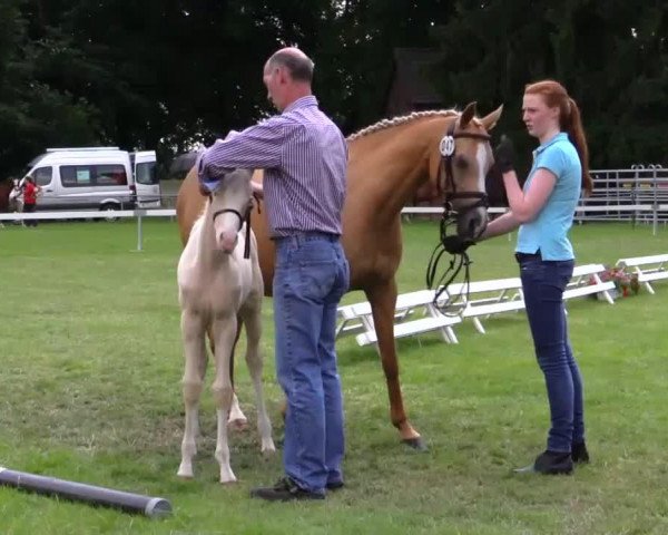 dressage horse Stute von Top Cerubino (German Riding Pony, 2014, from Top Cerubino)