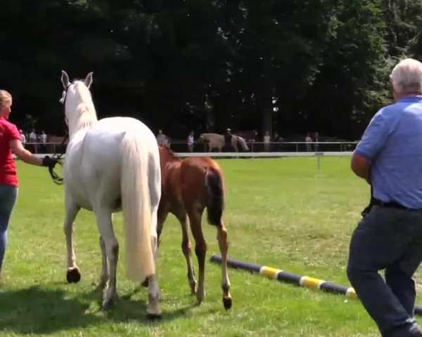 Dressurpferd Stute von Nobel Nagano (Deutsches Reitpony, 2014, von Nobel Nagano NRW)