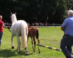 Dressurpferd Stute von Nobel Nagano (Deutsches Reitpony, 2014, von Nobel Nagano NRW)