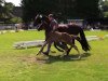 dressage horse Nemo 465 (German Riding Pony, 2014, from Nutrix)