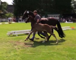 dressage horse Nemo 465 (German Riding Pony, 2014, from Nutrix)