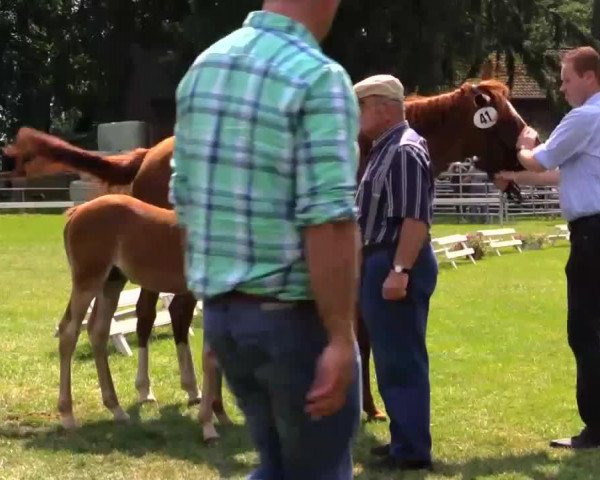 dressage horse Hengst von Del Estero AT (German Riding Pony, 2014, from Del Estero NRW)