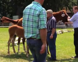 Dressurpferd Hengst von Del Estero AT (Deutsches Reitpony, 2014, von Del Estero NRW)