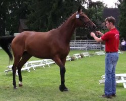 dressage horse Zaza Gabor (Westphalian, 2011, from Zack)