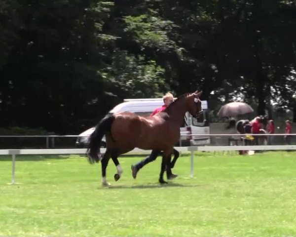 Zuchtstute No Angel L (Westfale, 2011, von Baloubet du Rouet)