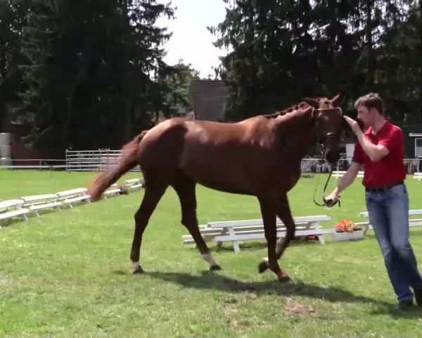 broodmare Bella Fidera (Westphalian, 2011, from Bonifatius)