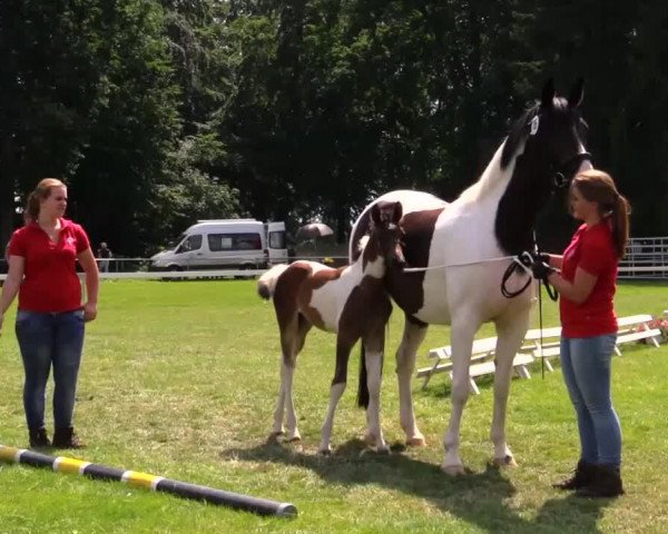 dressage horse Stute von Belconi (Westphalian, 2014, from Belconi)