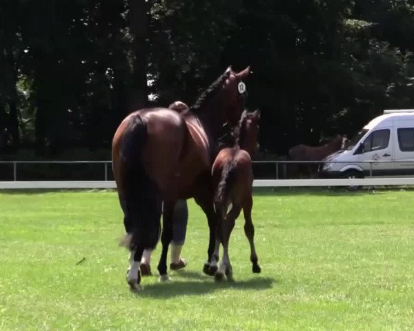 dressage horse Franticek (Westphalian, 2014, from Franziskus FRH)