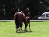 dressage horse Franticek (Westphalian, 2014, from Franziskus FRH)