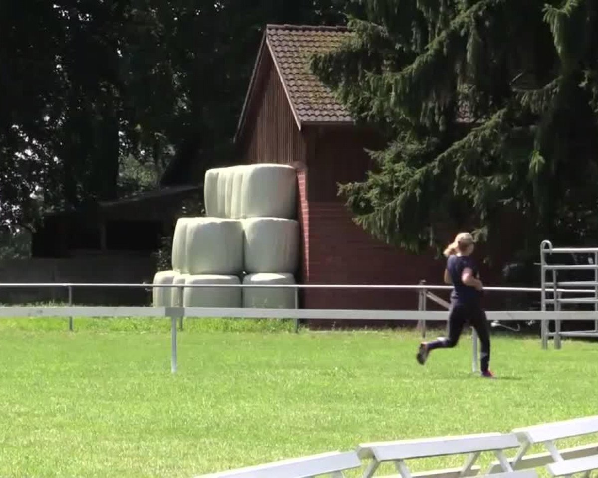 Dressurpferd Hengst von All at once (Westfale, 2014, von All At Once)