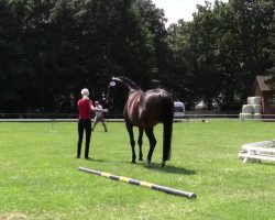 dressage horse Hengst von All at once (Westphalian, 2014, from All At Once)