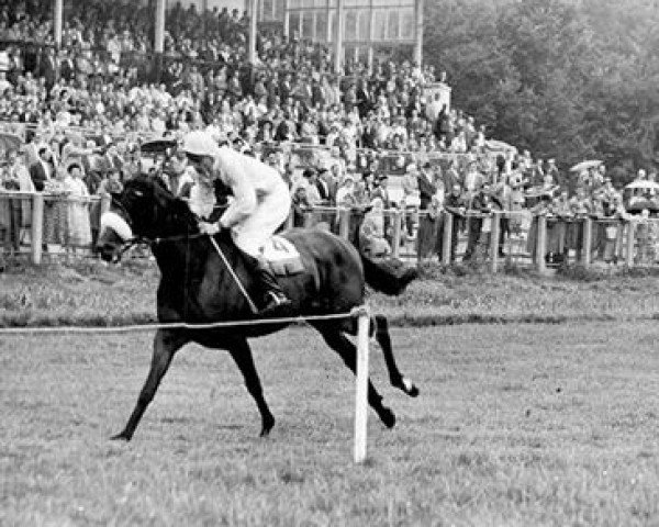 horse Bold Cavalier xx (Thoroughbred, 1955, from Amour Drake xx)