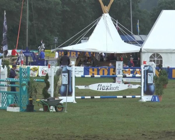jumper Cinella (KWPN (Royal Dutch Sporthorse), 2007)