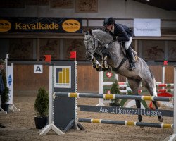 stallion Dryad Bs (Holsteiner, 2017, from Dinken)