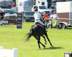 jumper Li Si (Hanoverian, 2008, from Lauries Crusador xx)