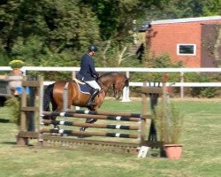 jumper Clemensius (Oldenburg show jumper, 2010, from Clemence)