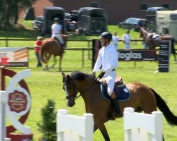 jumper Icy (Oldenburg show jumper, 2010, from Incolor)