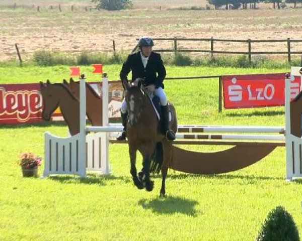 jumper Helena (Oldenburg show jumper, 2009, from Casiro I)