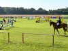 jumper Marcant 8 (Oldenburg show jumper, 2009, from Mariachi)