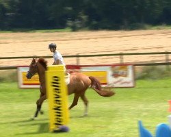 Springpferd David 197 (Bulgarisches Warmblut, 2008, von Dubeaux Deloupe)