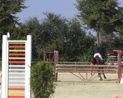 dressage horse Bosten 5 (Westphalian, 2009, from Beltoni)