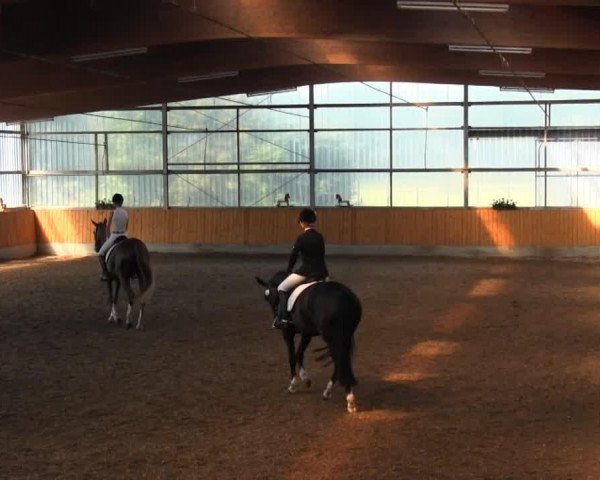 dressage horse Forward Looking (Westphalian, 2009, from Florenciano 6)