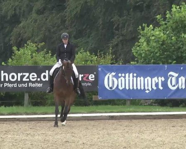 dressage horse Izzy Stevens (Westphalian, 2009, from Insterburg TSF)