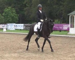 dressage horse Salt'n Pepper 19 (Hanoverian, 2009, from Sandro Hit)