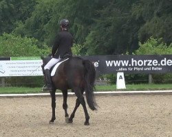 dressage horse Bajazzo 223 (Trakehner, 2009, from Kasparow)