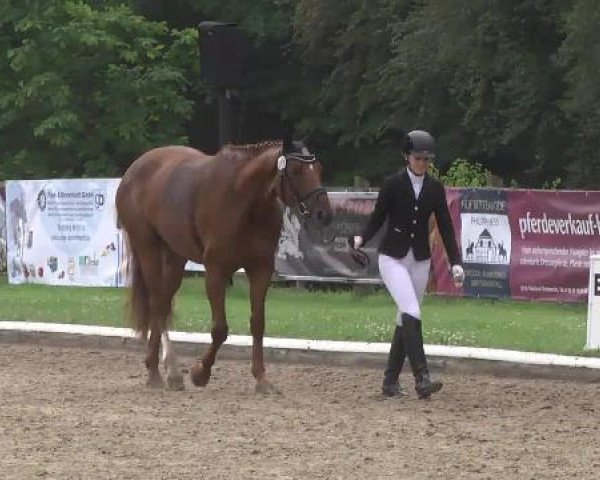 dressage horse Belinda 201 (Hanoverian, 2010, from Benetton Dream FRH 1301)