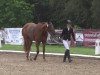 dressage horse Belinda 201 (Hanoverian, 2010, from Benetton Dream FRH 1301)