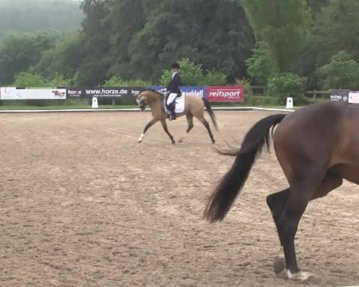 dressage horse Sarasvati 2 (Hanoverian, 2010, from Brentano II)