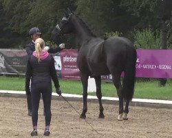 broodmare Fee Caren (Hanoverian, 2011, from Fürstenball)