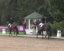 dressage horse Alizar (Hanoverian, 2011, from Ampère)