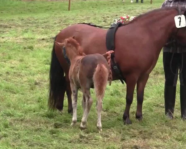 horse Hengst von Maxx (Shetland Pony, 2014, from Maxx)