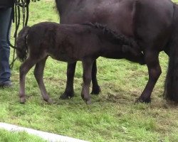 Pferd Stute von Mackintosh (Shetland Pony, 2014, von Freesenas Mackintos)