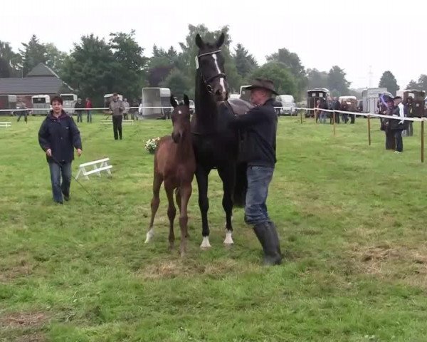 Zuchtstute Stute von Dreidimensional AT (Deutsches Reitpony, 2014, von Dreidimensional AT NRW)