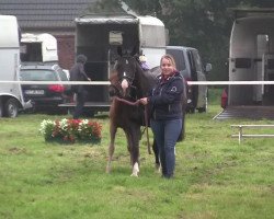 dressage horse Dressmans Lord Louie (German Riding Pony, 2014, from Dressman)