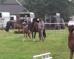 jumper Dux (German Riding Pony, 2014, from Don Diabolo NRW)