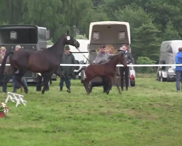 horse Hengst von Antango (Westphalian, 2014, from Antango du Feuillard)