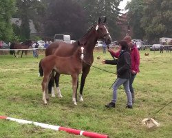 broodmare Sanjay 3 (Westphalian, 2014, from San Amour I)